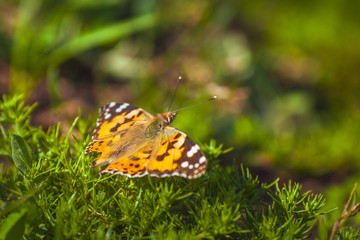 Fototapeta premium Oange cosmopolitan or painted lady butterfly, Vanessa cardui