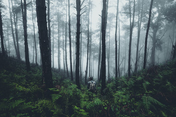 In the mist and rain forest, darkness