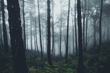 In the mist and rain forest, darkness