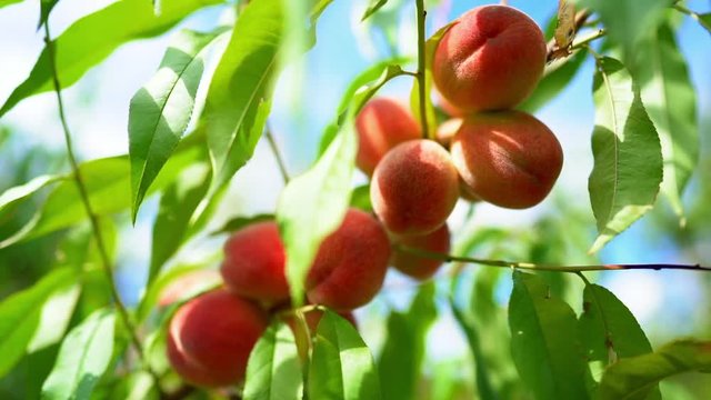 Ripe juicy peaches in sunlight. Branch of tree in fruit garden. Clean orchard, harvest, sweet food concept.