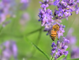 close on a honey bee on lavender flower on green background
