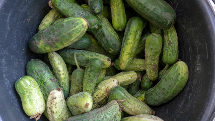 cucumbers for sale at the market