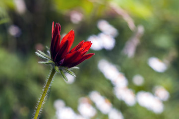 butterfly on flower
