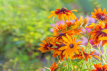 orange flowers in the garden, sun, bright flowerbed, beautiful bouquet, summer mood , space for text