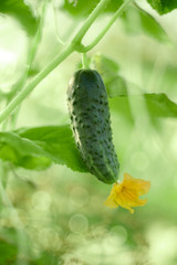In the greenhouse grows a young  green cucumber with yellow flower