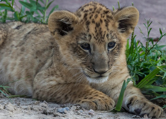 Obraz premium lion cub laying down 