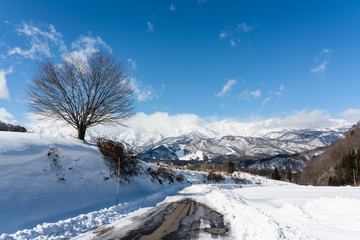 桜の木と白馬岳