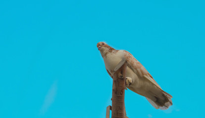 close up of a pigeon sitting on a wooden pieces