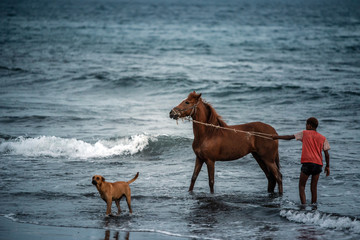 Horse and young boy near dog into the sea water on beach sand at sunset