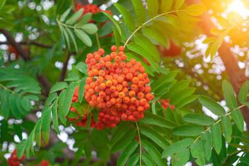 Rowan berries growing on a tree branch, close-up. Medicinal berries of mountain-ash in summer. Red rowan berries on the rowan tree branches in the sunlight, ripe mountain ash berries closeup in autumn