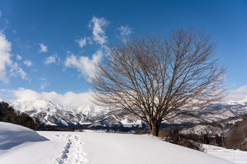 桜の木と白馬岳