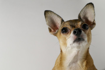 chihuahua puppy on white background