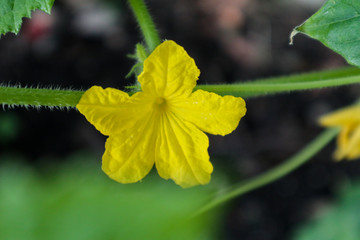 yellow flower in the garden