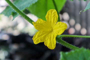 yellow flower