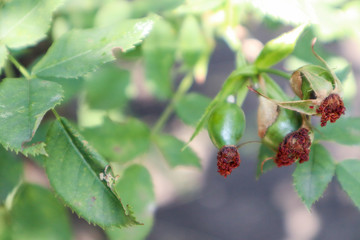 red berries on a branch