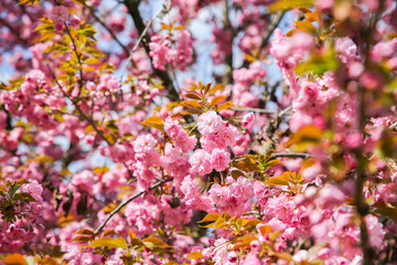 Sakura tree blossom. Pink flowers blooming. Spring time. Beautiful texture background.