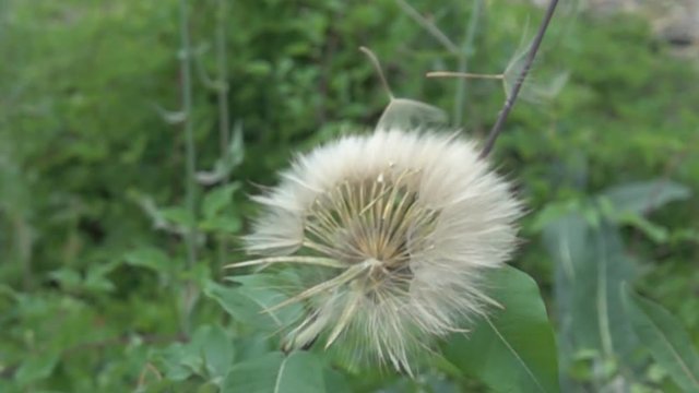 Fruit box salsify (goat's-beard, Tragopogon sp.) with seedball with feather entangled in vine among trees of mountain not dense forest, plant community. North Caucasus. Super slow motion 1000 fps