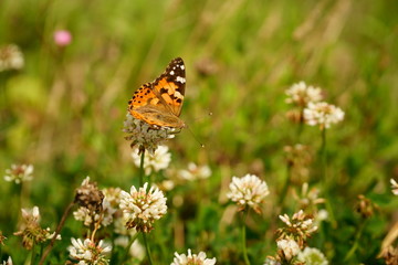 シロツメクサと蛾