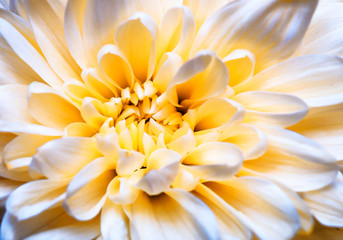 Obraz premium white chrysanthemum texture