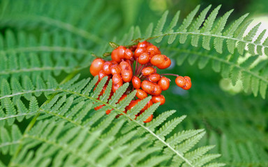 Wild ginseng with berries. A close up of the most famous medicinal plant ginseng (Panax ginseng)....