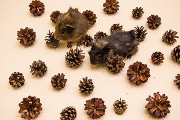 Funny guinea pig between a pine cone