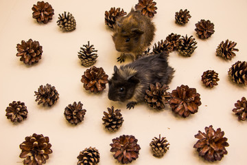 Funny guinea pig between a pine cone