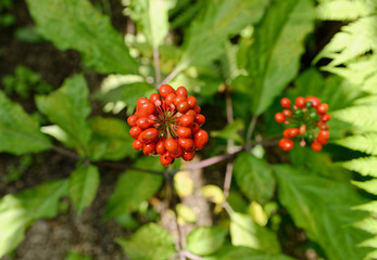 Wild ginseng with berries. A close up of the most famous medicinal plant ginseng (Panax ginseng)....