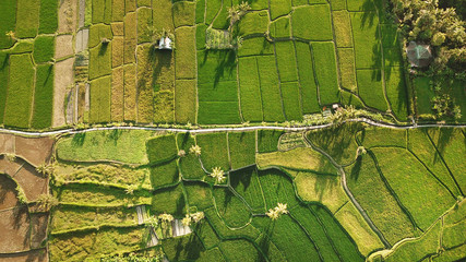 Top view or aerial shot of fresh green and yellow rice fields in Bali, Indonesia.Tegallalang rice fields in Indonesia