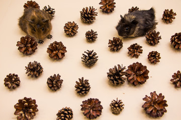 Funny guinea pig between a pine cone