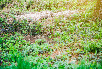 Small brown squirrel in the nature. Animals in the park.