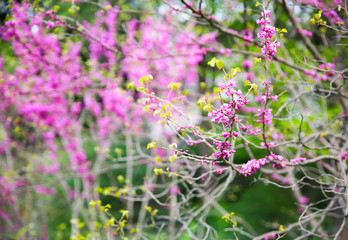 Blooming tree outdoors. Beautiful spring blossom.