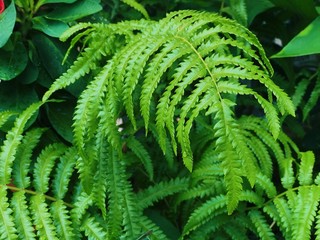 Green fern in the forest