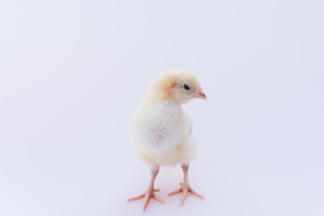 baby chicken isolated on white background