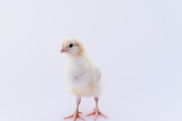 baby chicken isolated on white background