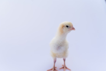 baby chicken isolated on white background