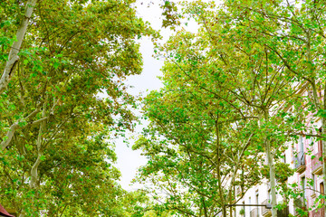 Barcelona, Spain. Trees in the Rambla  in summer
