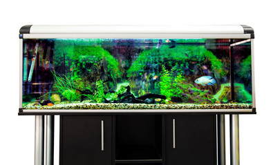 Panoramic aquarium with tropical fish on a pedestal