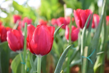 Red tulips blooming in the garden, blured background.