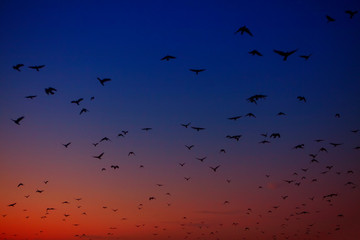 flock of crows flying on the evening sky 