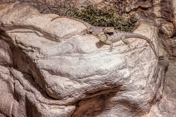 two lizards standing together on the natural rock 