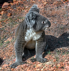 Koala sitting on the ground. Latin name - Phascolarctos cinereus	