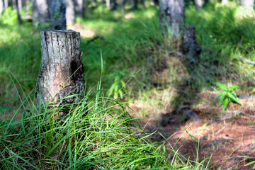 Obraz premium Old tree stump in the bright green forest bathed in sun light. Sawn off tree trunk among high green grass. Stub rooted to the ground. Environmental background or wallpaper