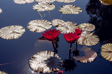 water lily flowers in a pond