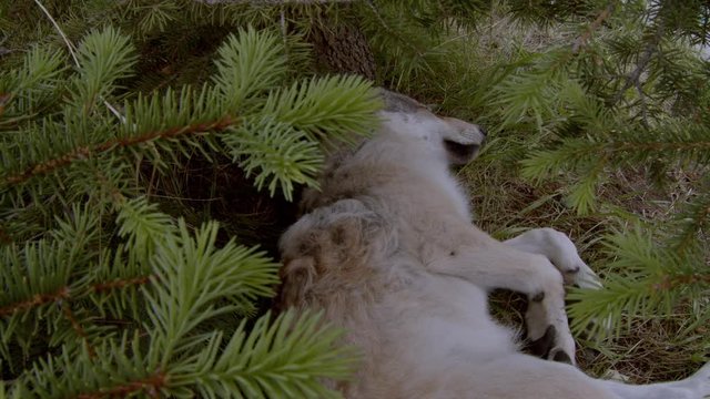 The adventures of a baby Timber Wolf named Koa.