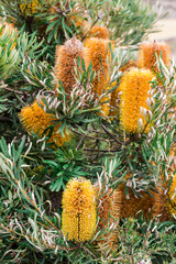 Banksia flowers, genus proteaceae, in a Cranbourne garden in Melbourne.