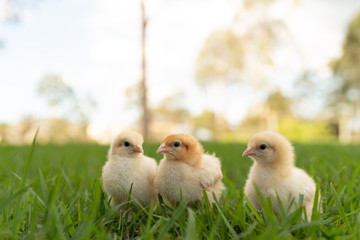 yellow chicks  in the grass - Powered by Adobe