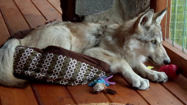 The adventures of a baby Timber Wolf named Koa.