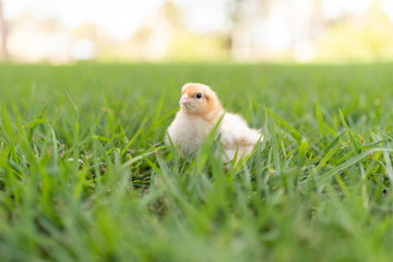 yellow chick in the grass