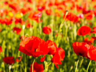 Poppy flowers in the tuscan countryside in Italy