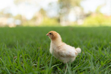 yellow chick in the grass